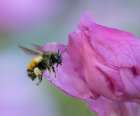 Washington State. Fuzzy-horned bumblebee in-flight approaching a pink rhododendron blossom Art Print